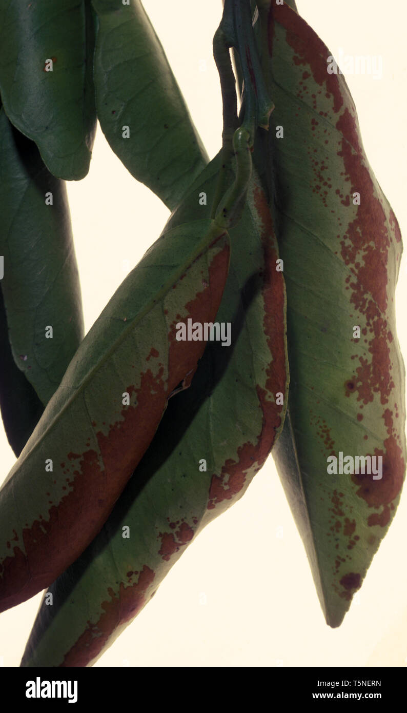 SUNBLOTCH PER GLI AGRUMI (raffreddare i venti e il gelo può sia causa di foglie di agrumi ad arricciarsi verso l'interno). Foto Stock