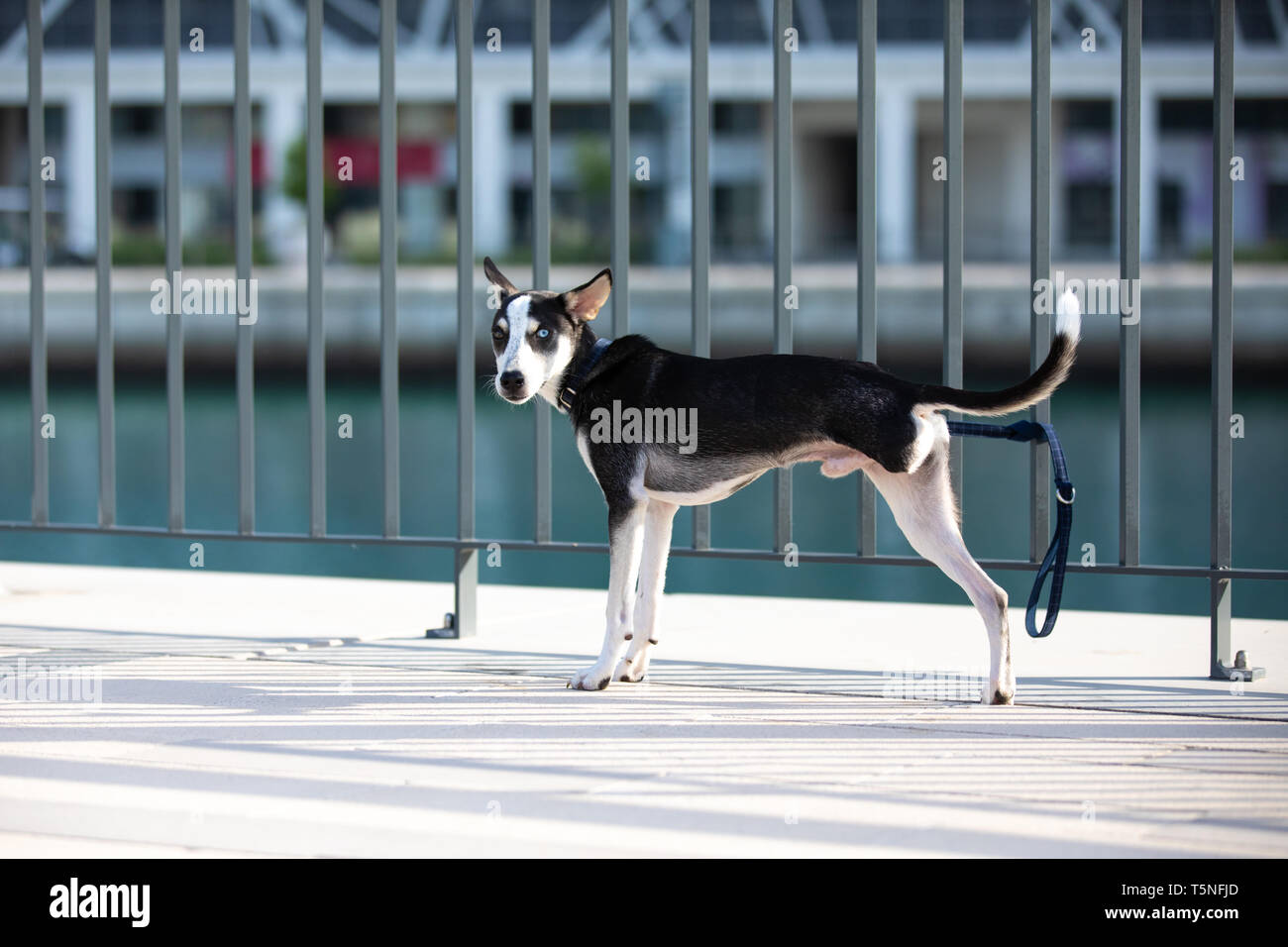 A tre zampe mix husky cucciolo di razza con heterochromia iridis (diversi occhi colorati) in piedi mentre legata a una recinzione su una riva di un fiume nel contesto urbano. Foto Stock