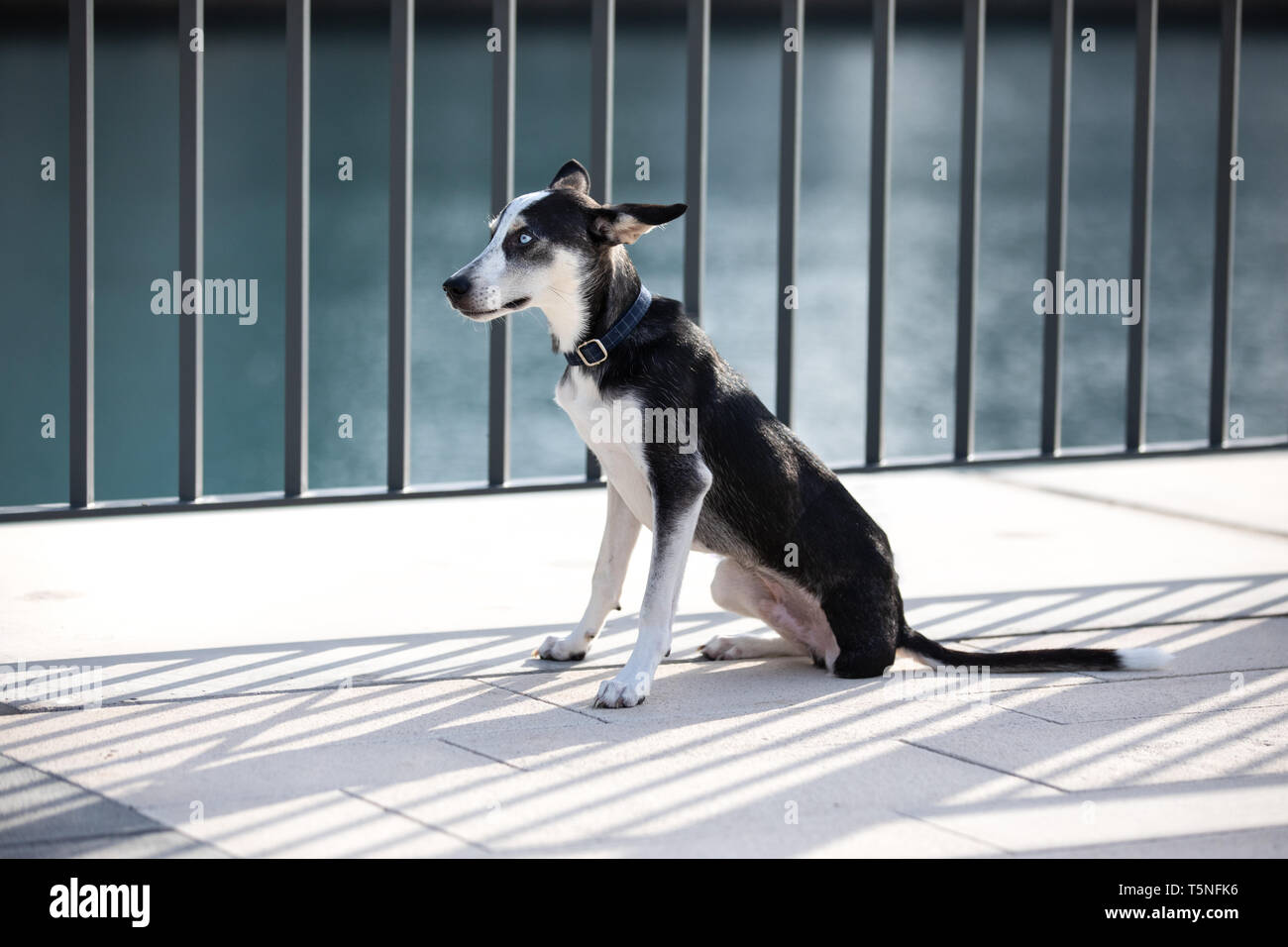 A tre zampe mix husky cucciolo di razza con heterochromia iridis (di diverso colore occhi) legata a una recinzione su una riva di un fiume nel contesto urbano. Dubai, EAU. Foto Stock