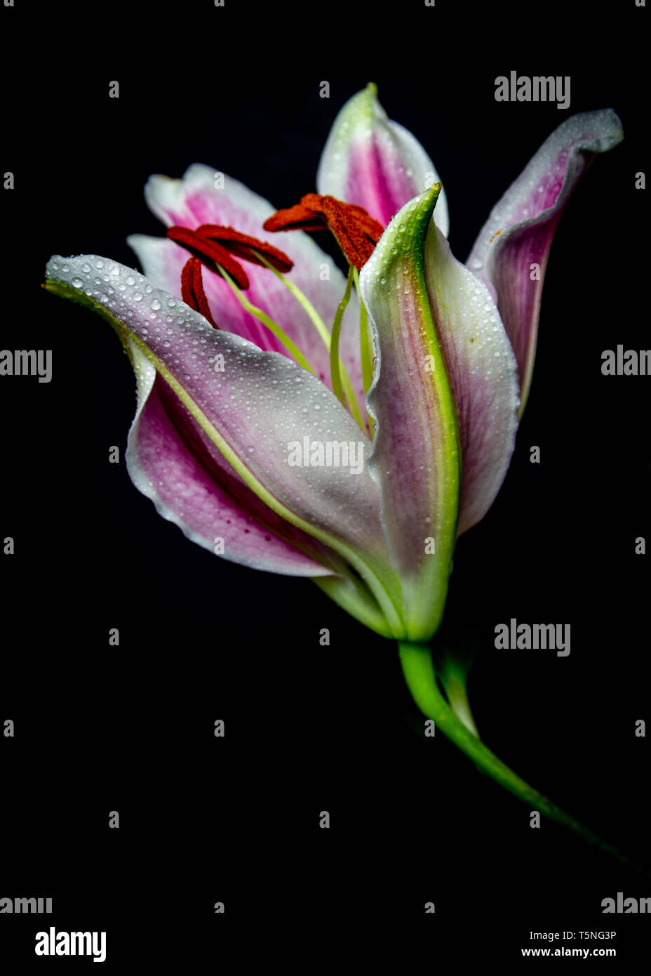 Lily Foto Stock