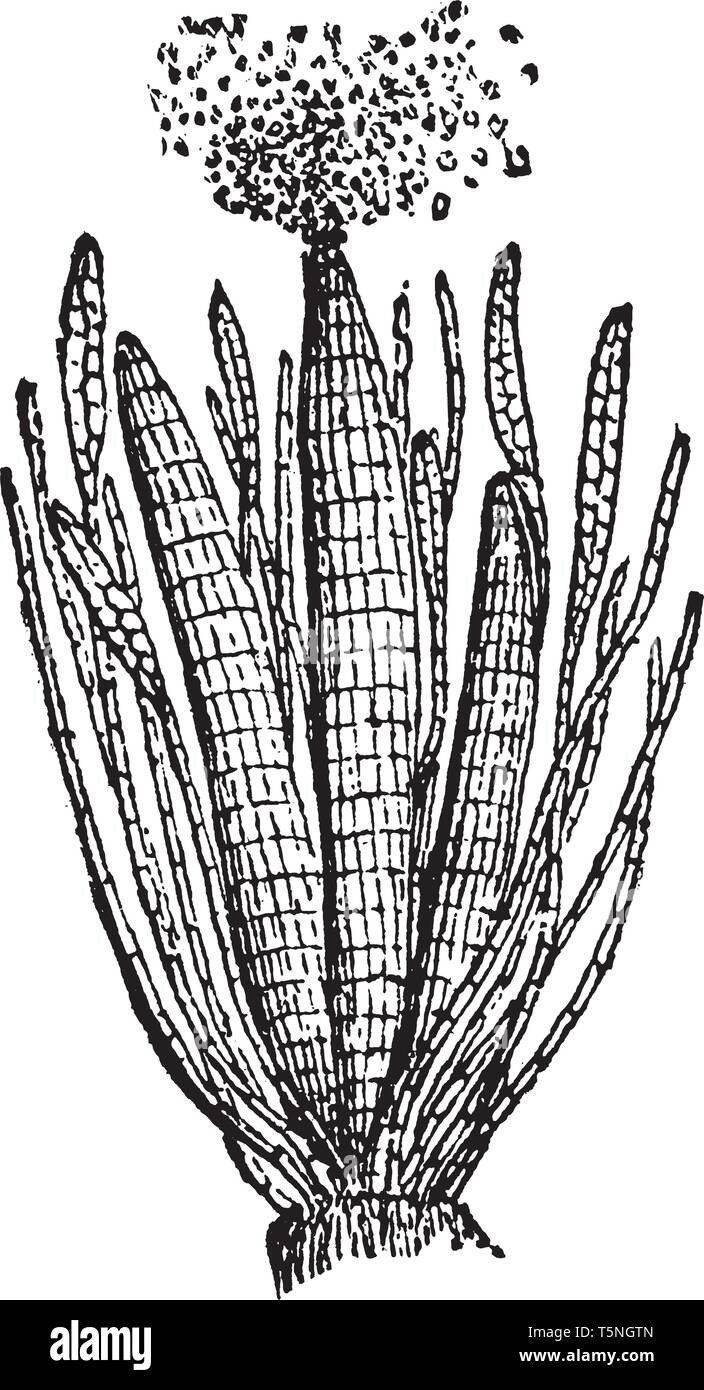 Questa è una foto di Antheridia ed è organo riproduttivo di fioritura delle piante, vintage disegno della linea di incisione o illustrazione. Illustrazione Vettoriale