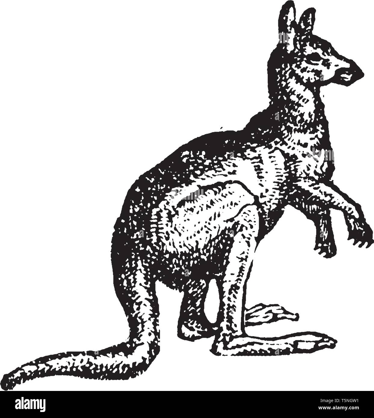 Kangaroo hanno potenti gambe posteriori e una coda muscolare utilizzato per hopping e per difendersi contro i predatori, vintage disegno della linea o engravin Illustrazione Vettoriale
