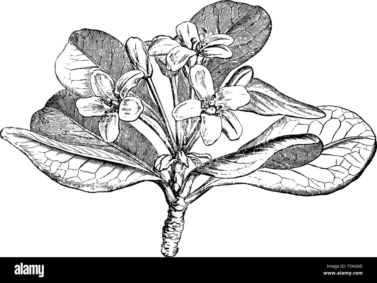 Una meravigliosa struttura attraente con un aspetto più ordinato. È scuro lucido-fogliame verde un attraente grigio scuro con corteccia di marcatura orizzontale. Essa porta c Illustrazione Vettoriale