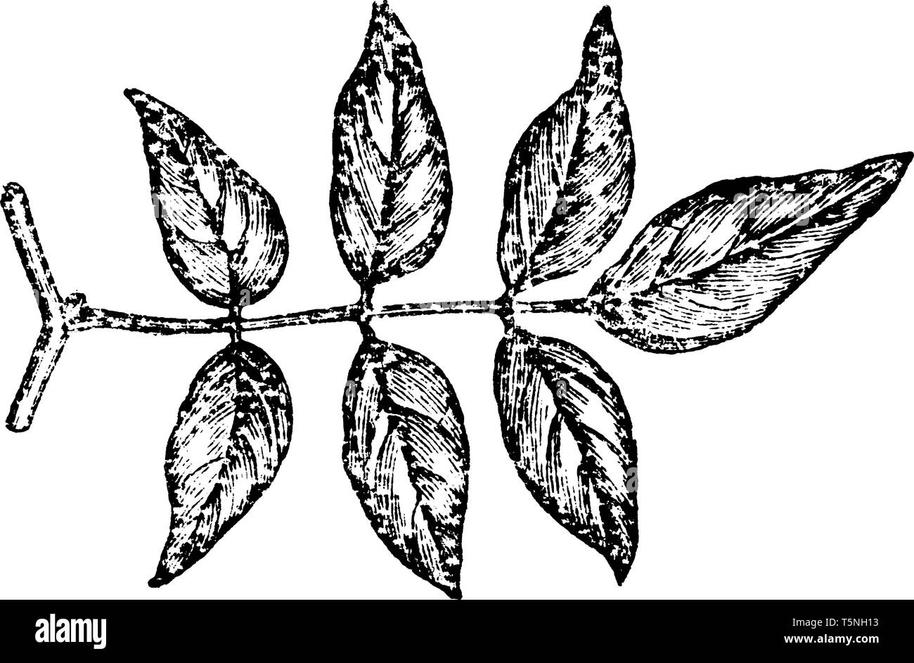 Impari a foglie pinnate sono leggeri, mossy-verde e il foglietto illustrativo sono di forma ovale-repand e sono ruvido sulla superficie sotto, vintage disegno della linea o engravin Illustrazione Vettoriale