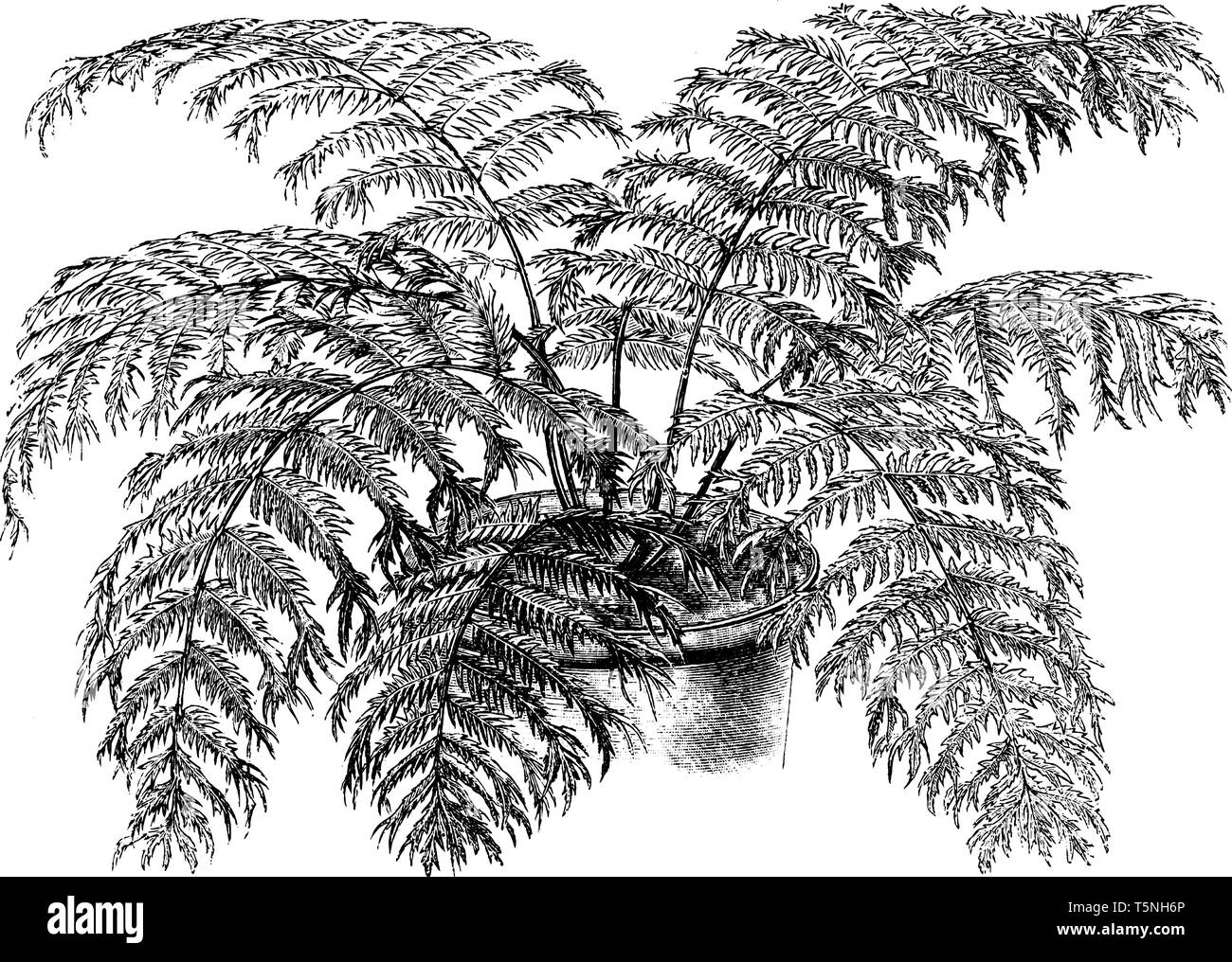 Questo è Nephrodium Patens Cristata lungo con forte -foglia dentata-bordi Nephrodium patens cristata è un giardino di forma con la pinnae curiosamente una a forcella Illustrazione Vettoriale