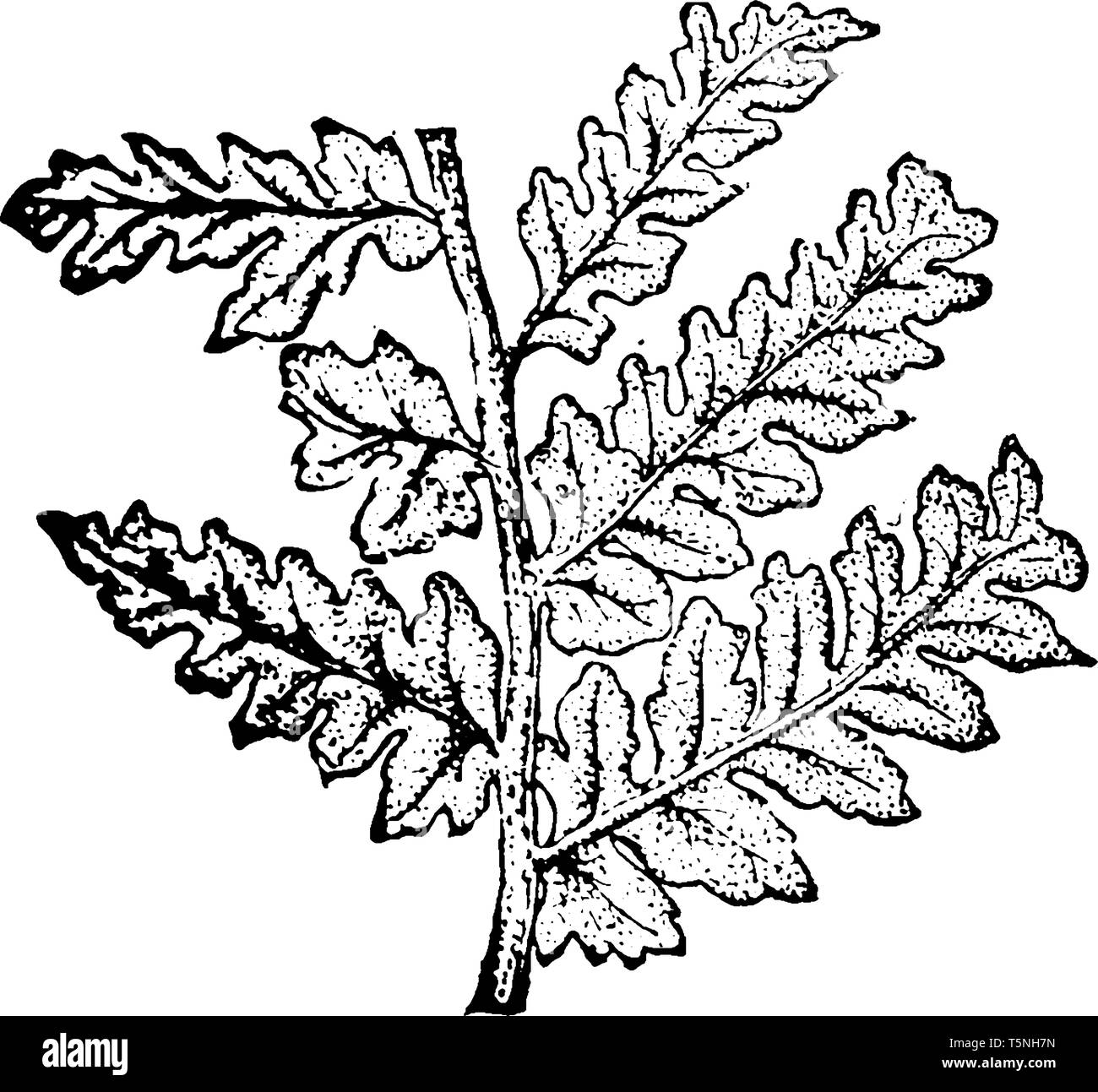 Il seme di felci sono un gruppo estinto di piante e sementi di felci non hanno fiori, vintage disegno della linea di incisione o illustrazione. Illustrazione Vettoriale