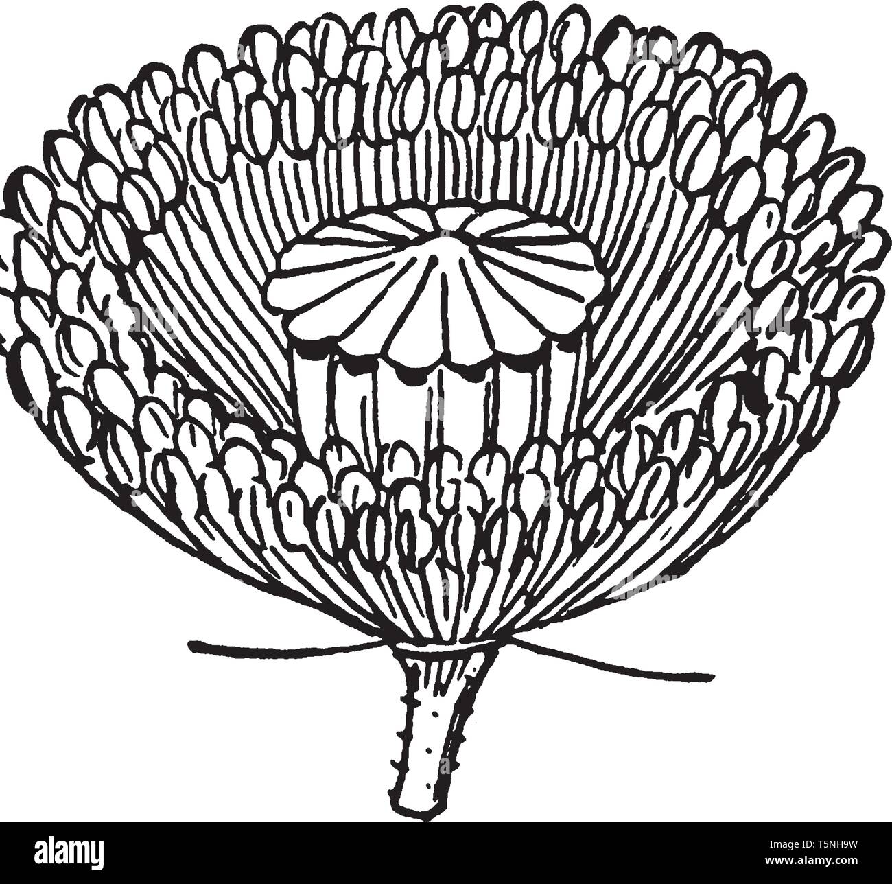 Una foto che mostra del papavero fiore con i suoi petali rimosso, vintage disegno della linea di incisione o illustrazione. Illustrazione Vettoriale
