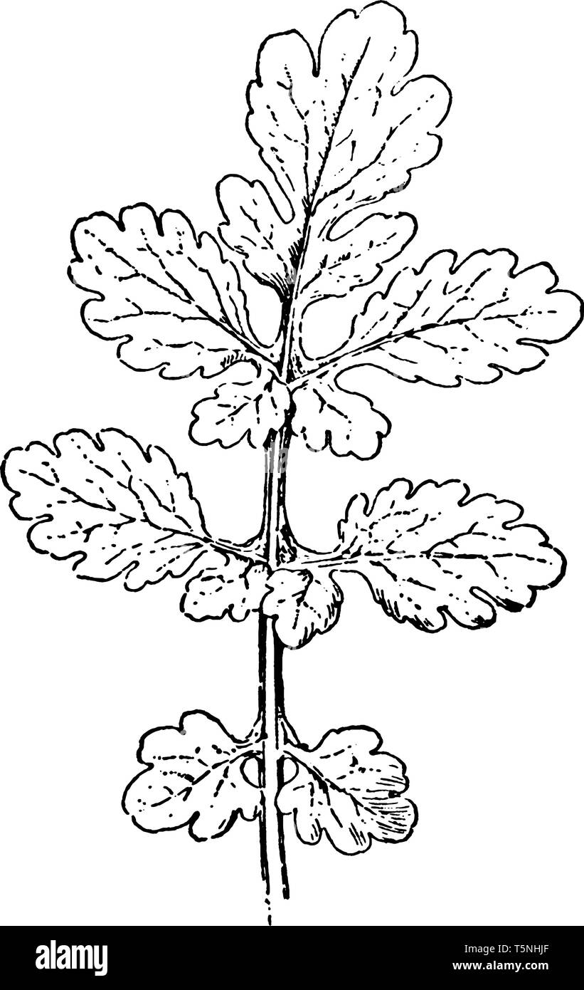 Questa è un immagine della foglia celandine. Le foglie alterne, composto in gruppi di 5 a 9, fino a 8 cm di lunghezza e 3 pollici di larghezza, vintage di linea o di disegno Illustrazione Vettoriale