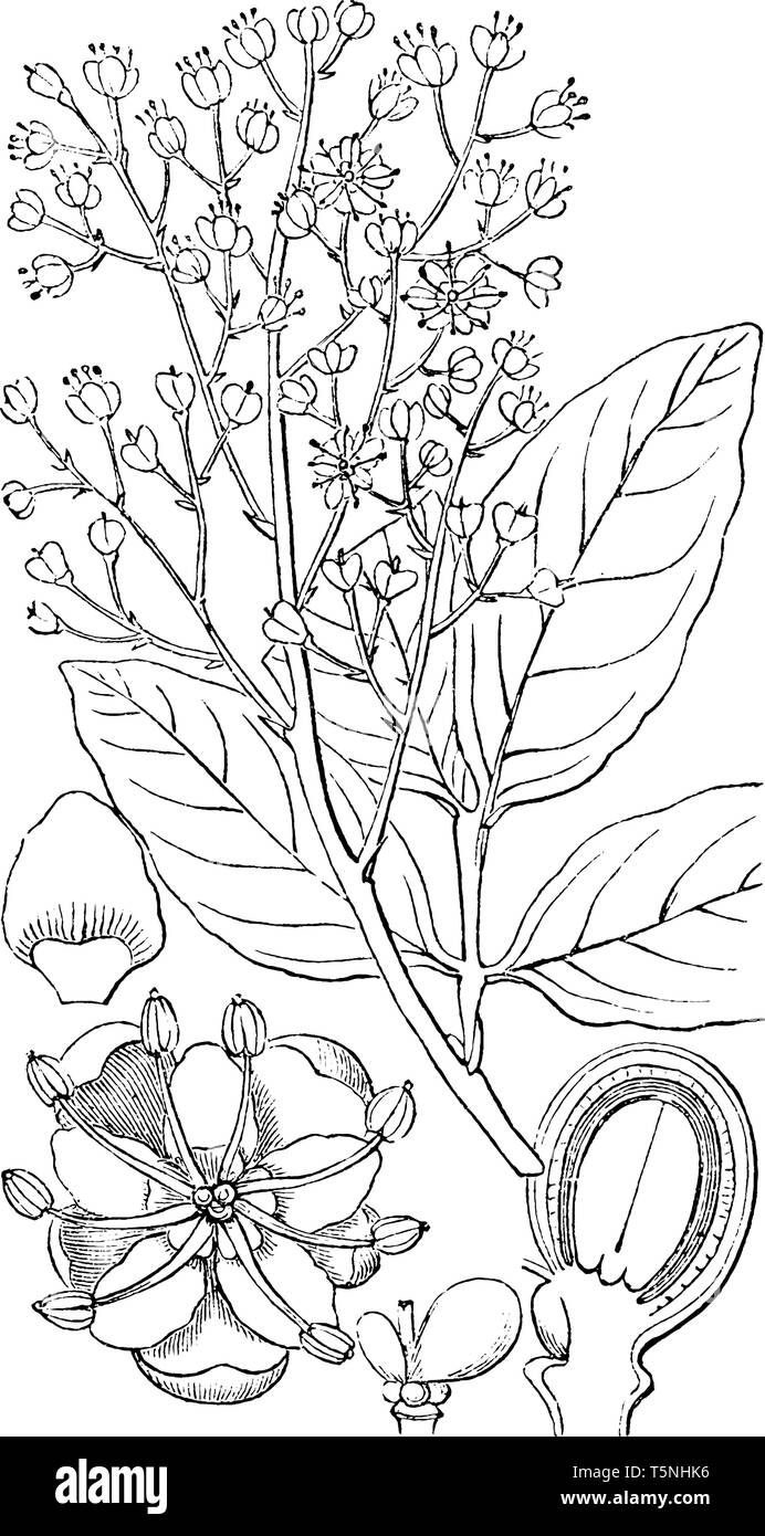 Una foto mostra la parte di Soapberry pianta flowering. 1 mostra fiore, 2 mostra il petalo, 3 mostra le ovaie prima di fecondazione, 4 mostra una vista verticale sec Illustrazione Vettoriale