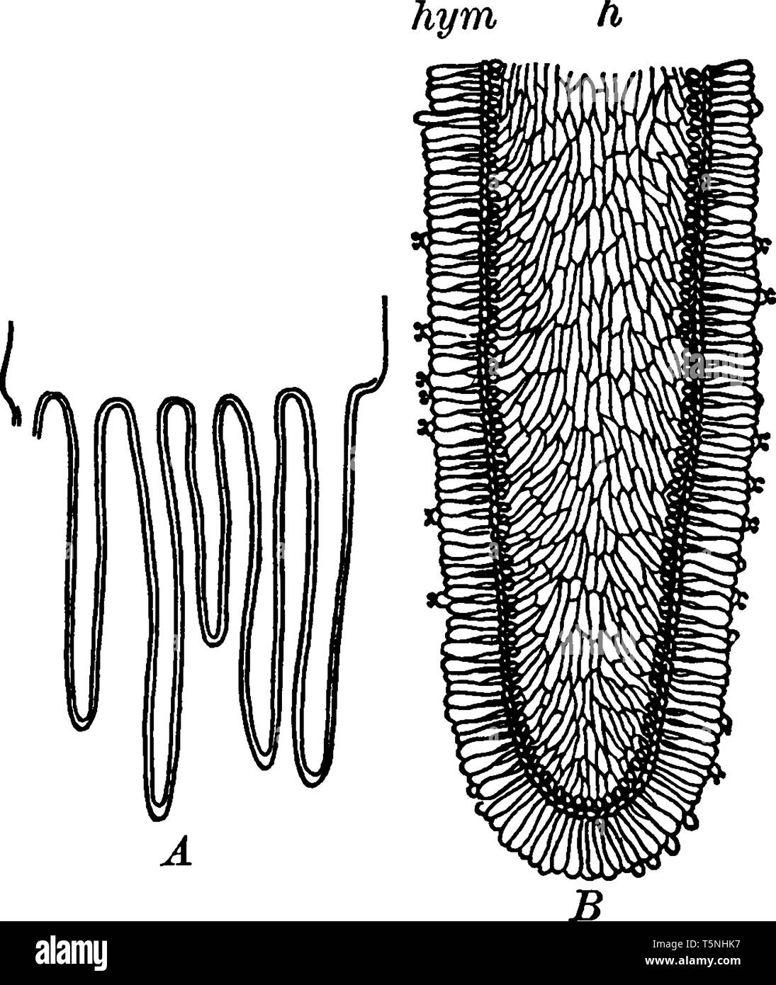 Questa è un immagine strutturale del fungo branchie ed essa appartiene a entrambe le parti commestibili e specie velenosa di funghi, vintage disegno della linea o incisione illustr Illustrazione Vettoriale