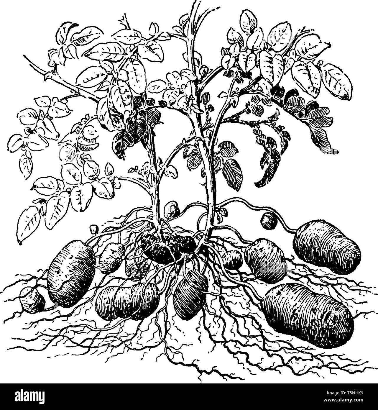Questa è la pianta di patata. È propagato vegetativa per mezzo di tuberi. Le foglie sono alternate e composto. La crescita è limitata ed ha e Illustrazione Vettoriale