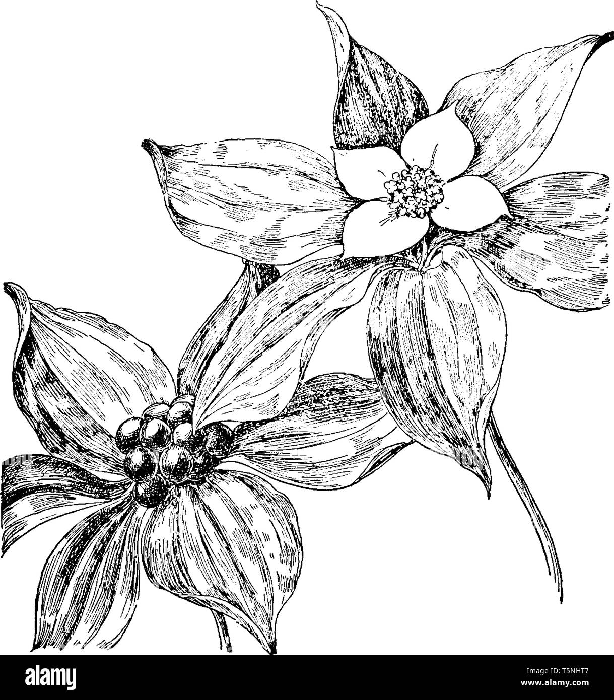 Una foto mostra Dwarf Corniolo Bunchberry, comunemente noto come Cornus canadensis. Essa appartiene alla famiglia di corniolo, Cornaceae. Le sue foglie sono grandi e i Illustrazione Vettoriale
