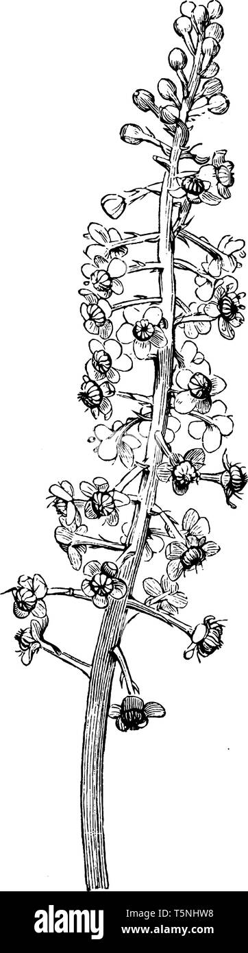 Questa è una foto di Racemose infiorescenza di Phytolacca Decandra nome comune sono Virginian poke weed, piccione-berry e red-impianto di inchiostro i suoi fiori sono Illustrazione Vettoriale