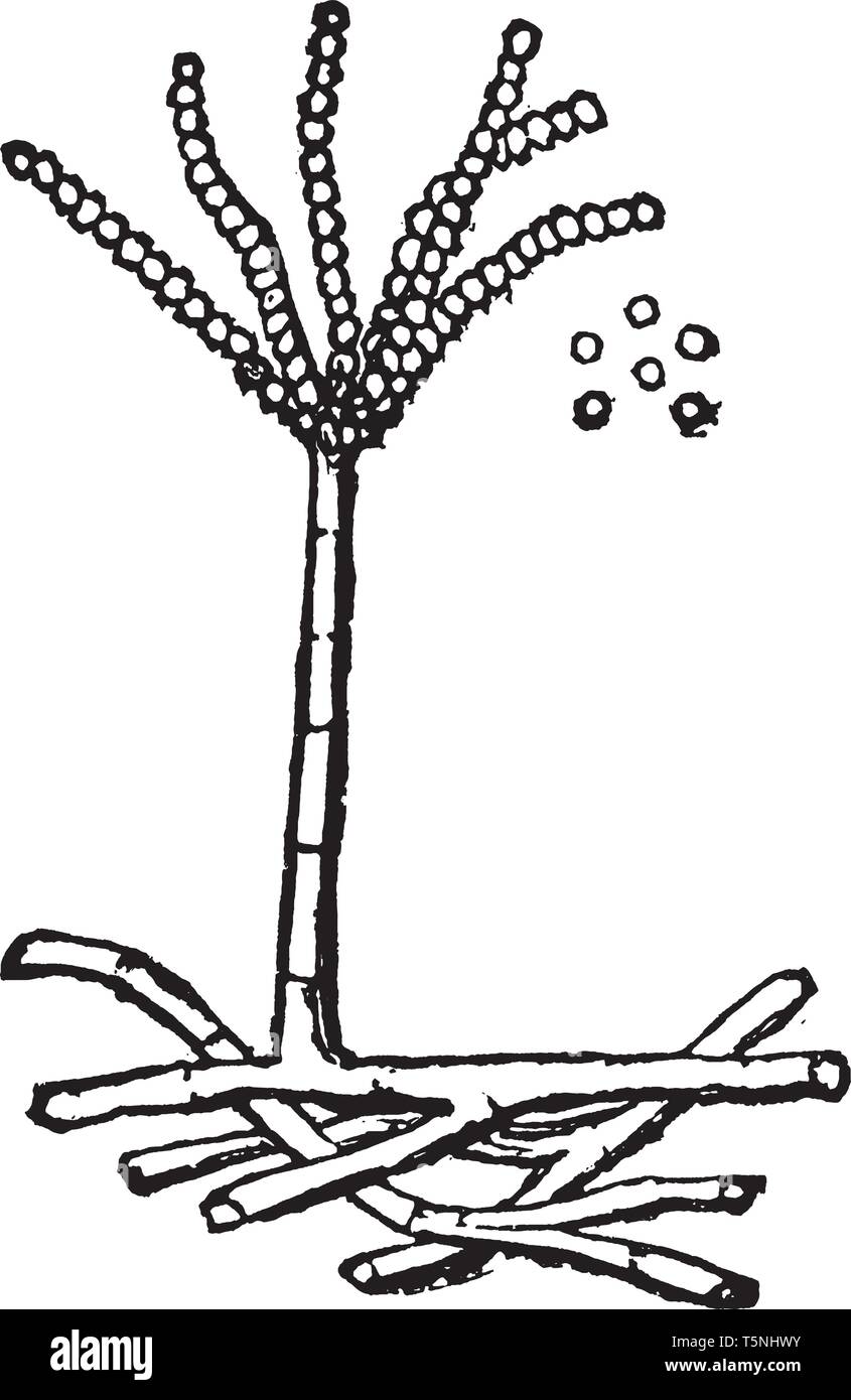 Una foto che mostra Aspergillus Glaucus che è lo stampo di formaggio, ma comune sulle verdure ammuffito, vintage disegno della linea di incisione o illustrazione. Illustrazione Vettoriale