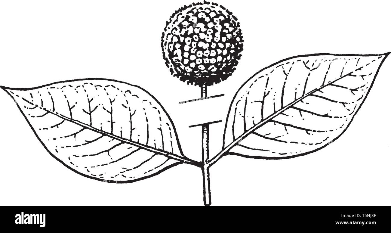 Le due foglie sono opposti. Un frutto semplice si sviluppa da ovaio e molti ovaie forma frutta aggregato, vintage disegno della linea o incisione illustratio Illustrazione Vettoriale