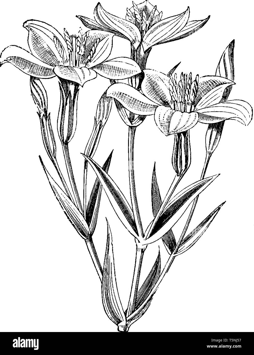 Una foto che mostra lo stelo di fioritura di Erythraea Muhlenbergi, noto anche come Centaury. Ha fiori di colore rosa con riflessi verdognoli-stelle bianche nel centro, vin Illustrazione Vettoriale