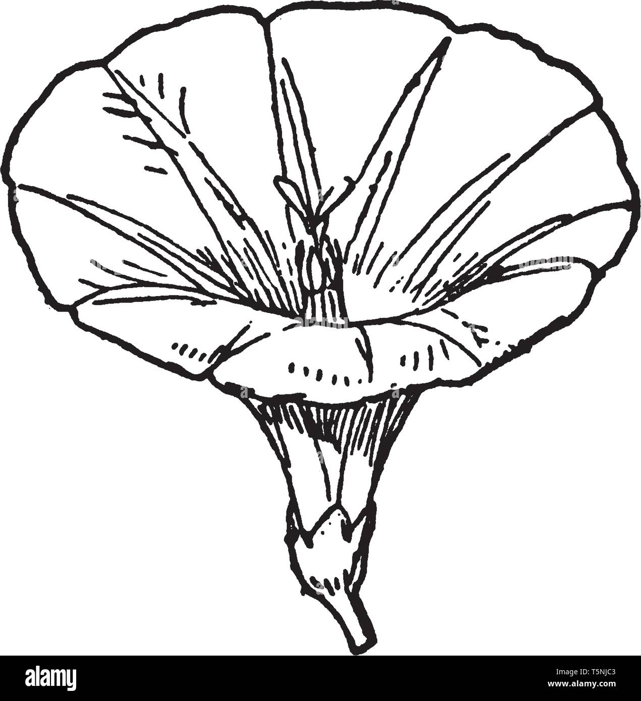 Questo è un fiore di centinodia. È bianco puro fiore a campana, vintage disegno della linea di incisione o illustrazione. Illustrazione Vettoriale