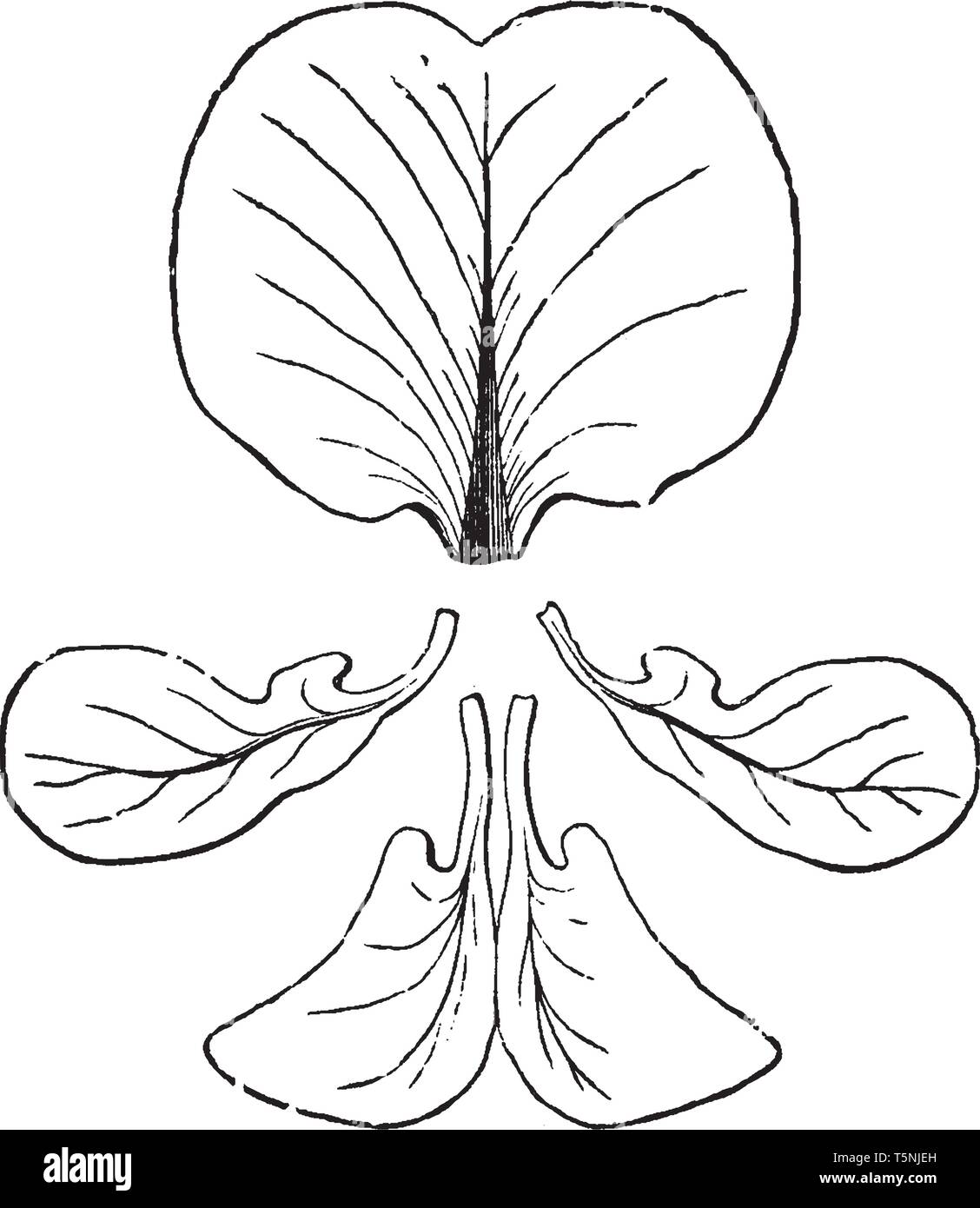 Una immagine di una corolla Papilionacea, che mostra le ali Standard o Vexilluml o Alae, chiglia o Carina, vintage disegno della linea di incisione o illustrazione. Illustrazione Vettoriale