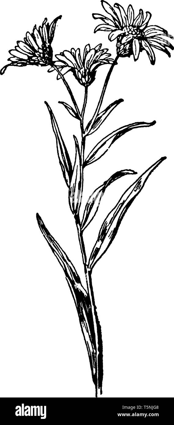 La lamina fogliare ha nessun lobi, la lascia crescere sul nodo dello stelo e foglie alternate. Ci sono tre foglie, vintage disegno della linea o incisione illus Illustrazione Vettoriale