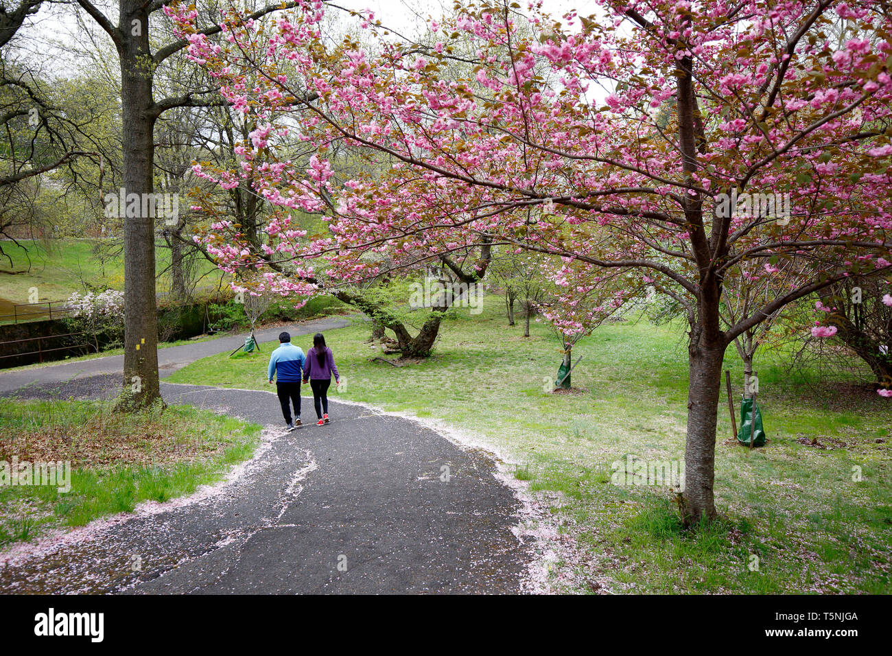 Un paio di passeggiate sotto la fioritura dei ciliegi nel ramo Brook Park, Newark, New Jersey Foto Stock