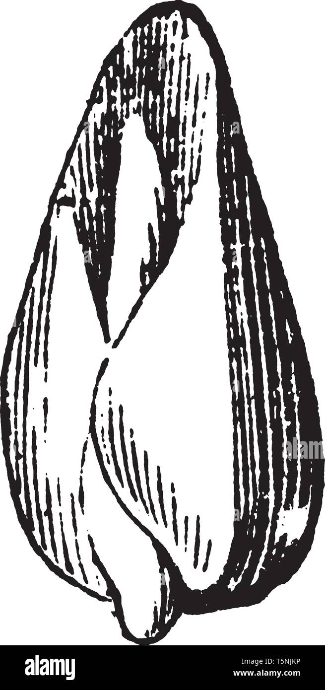 Questa è l'immagine di embrione di mais Indiano che ha tolto tutto, vintage disegno della linea di incisione o illustrazione. Illustrazione Vettoriale