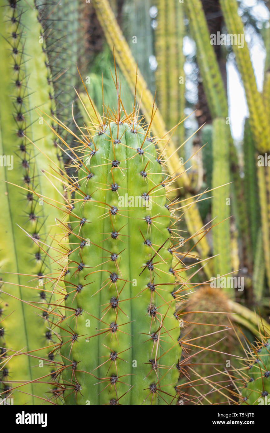 Cactus giallo-verde e fichi d'India con frutta che cresce in un giardino botanico nel parco di palme El Palmera Foto Stock