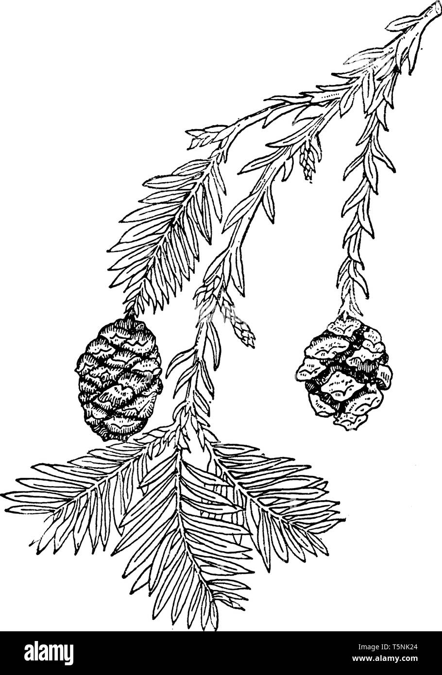 Una foto che mostra un ramo di Sequoia sempervirens che è nativo di evergreen degli Stati Uniti, di solito fiorisce in umido e gli ambienti umidi Illustrazione Vettoriale