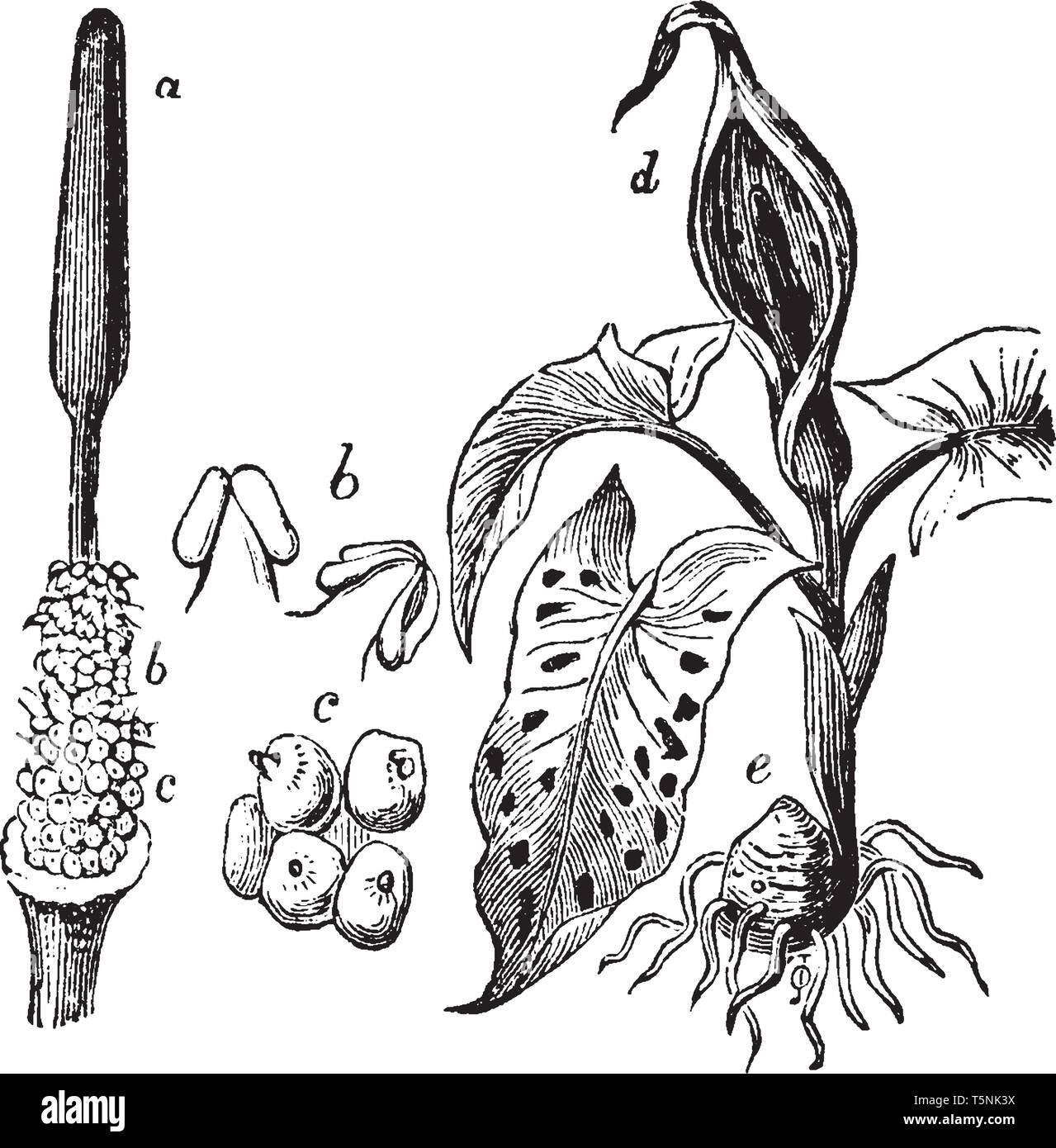 Questa immagine mostra vegetali di Araceae parte. La parte a illustra spadix, parte b mostra stami o fiori maschili, parte c mostra ovaie, parte d mostra spathe, vinta Illustrazione Vettoriale