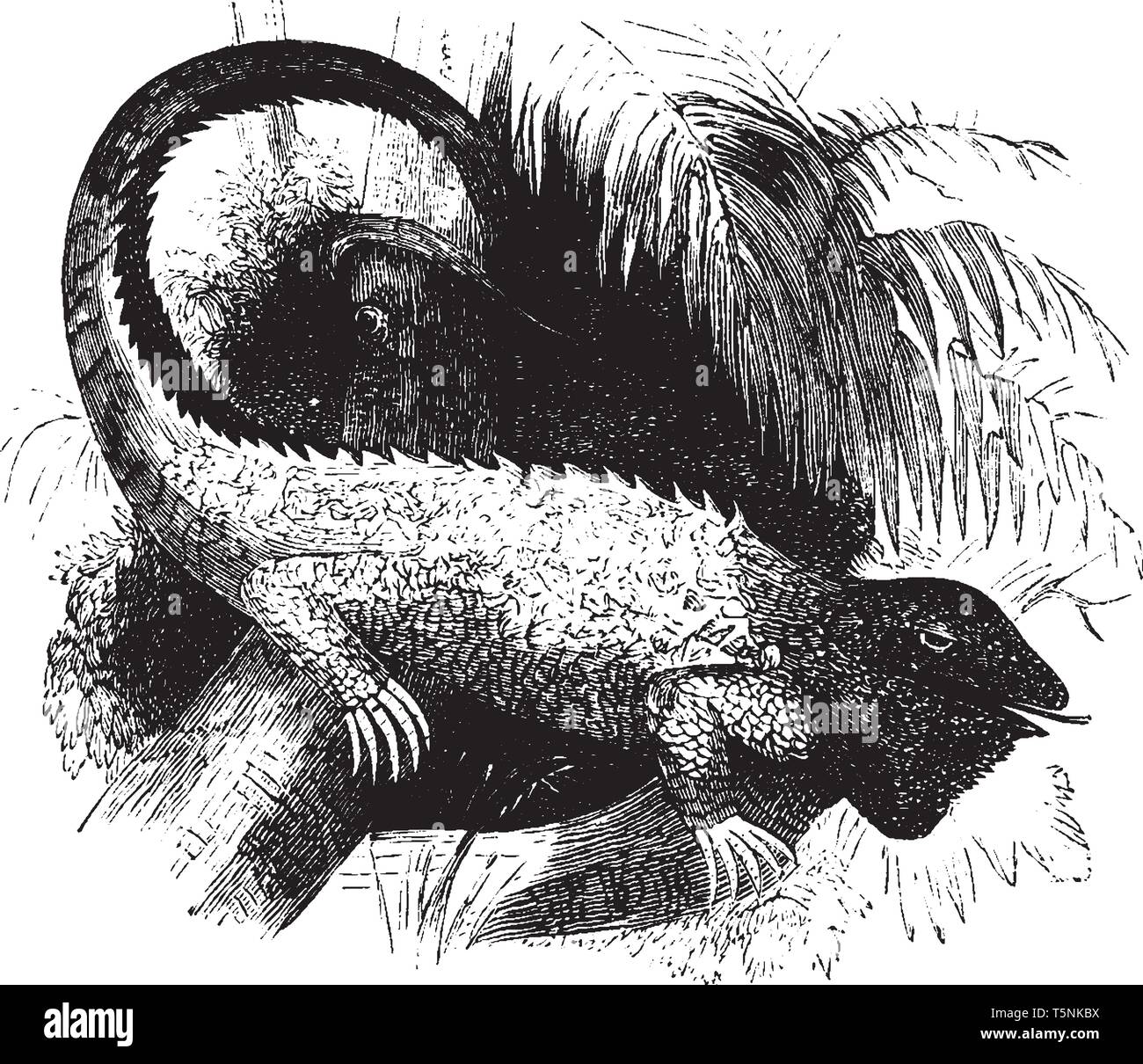 Comune di iguana è il verde iguana noto anche come la American iguana e è una grande arborea, vintage disegno della linea di incisione o illustrazione. Illustrazione Vettoriale