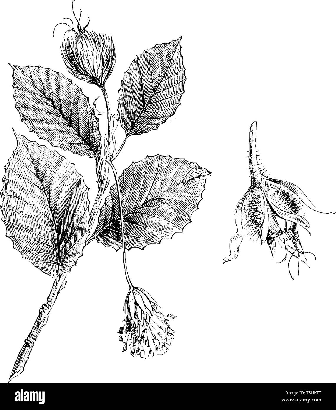 Una foto mostra Branchlet di Fagus sylvatica con maschio e femmina di fiori. Fagus sylvatica è comunemente noto come il faggio e appartiene a essere Illustrazione Vettoriale