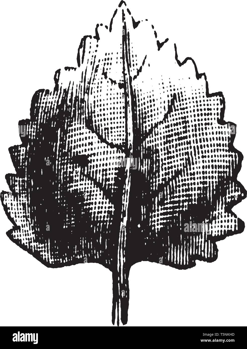 È questo tipo di dentellate di foglia. Ci sono molte lame all'esterno. La lamina fogliare è allegare al picciolo o peduncolo, vintage disegno della linea o incisione illust Illustrazione Vettoriale È questo tipo di dentellate di foglia. Ci sono molte lame all'esterno. La lamina fogliare è allegare al picciolo o peduncolo, vintage disegno della linea o incisione illust Illustrazione Vettoriale