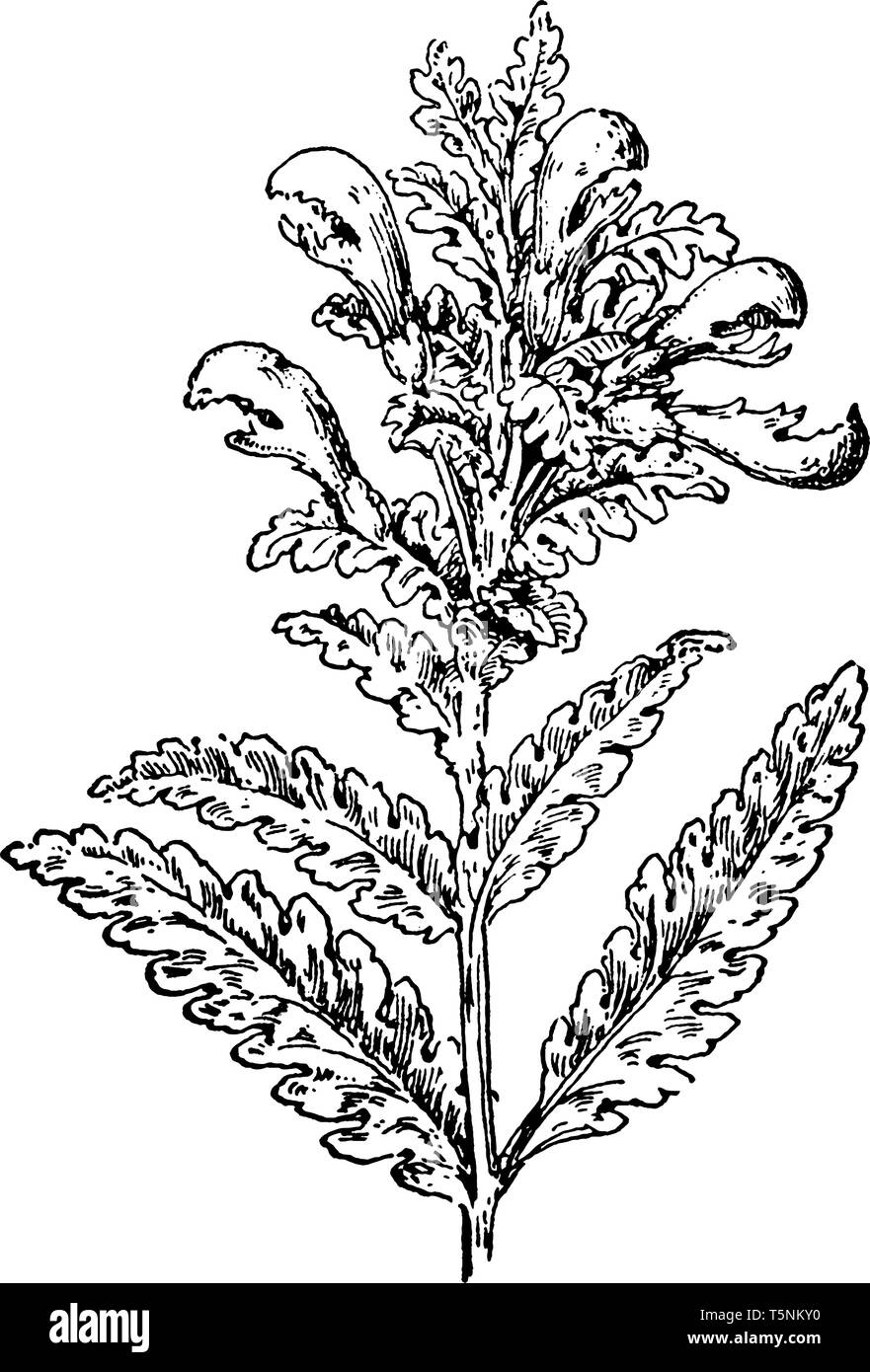 Pedicularis Lanceolata è una pianta perenne di fiori selvaggi. La Stout stelo centrale è priva di peli. Le foglie sono fino a 5' lungo. Le foglie sono di colore giallognolo g Illustrazione Vettoriale