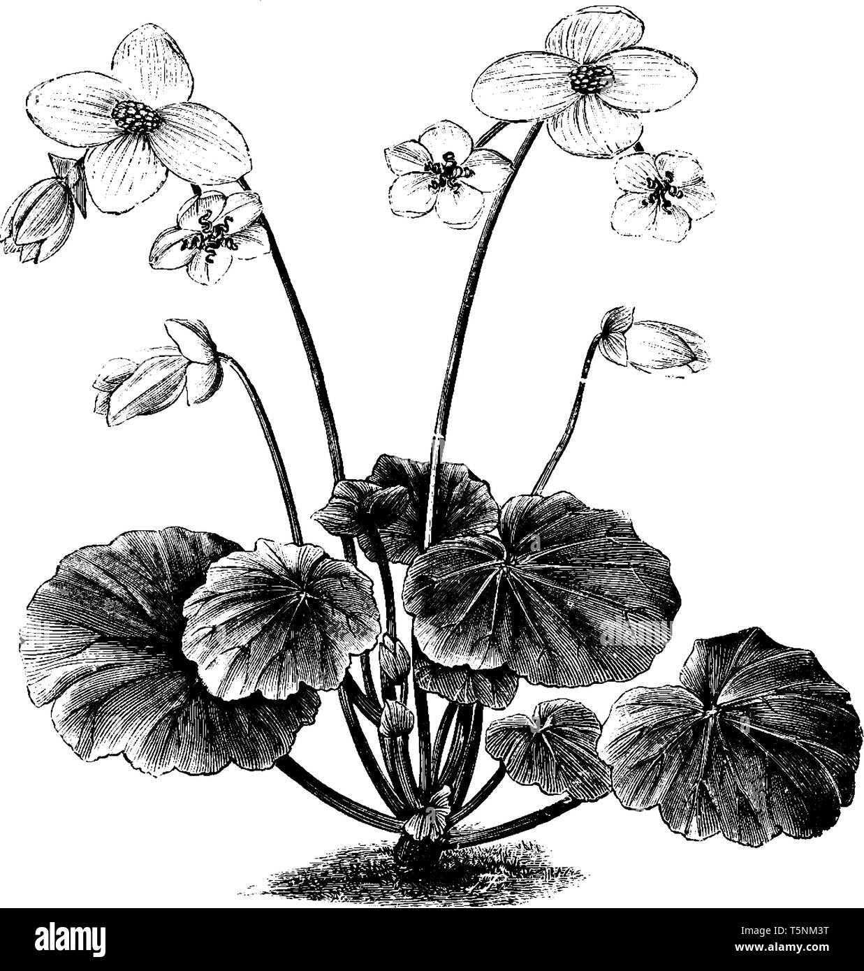 I fiori hanno cinque petali, che cresce sulla parte superiore dell'impianto. Le foglie di Begonia regina pianta sono picciolate. I rami andare fuori dalla base del Illustrazione Vettoriale