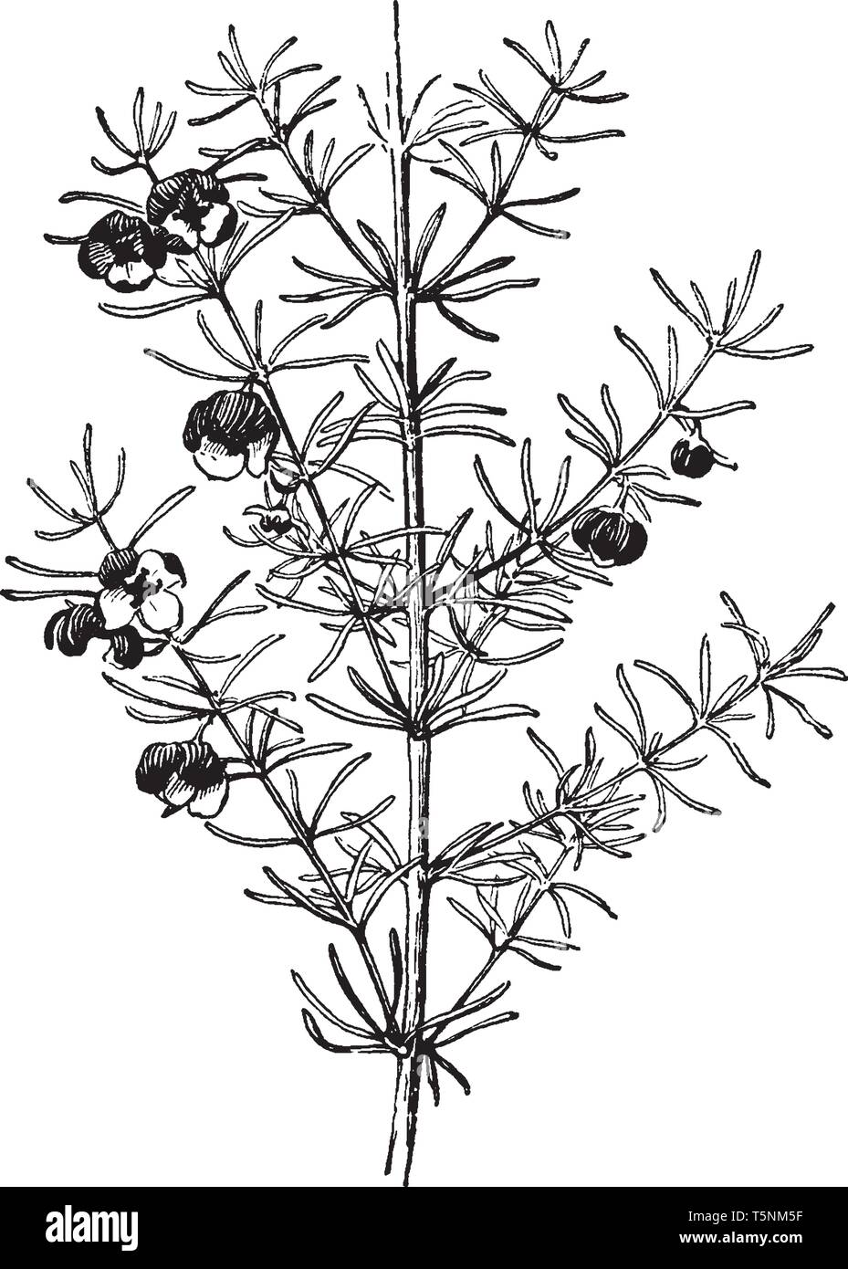 Il Boronia Megastigma pianta è densamente fiori e foglie spinose sono peli. Le strette e foglie lineari sono disposti sul ramo e le foglie sono alternate, Illustrazione Vettoriale