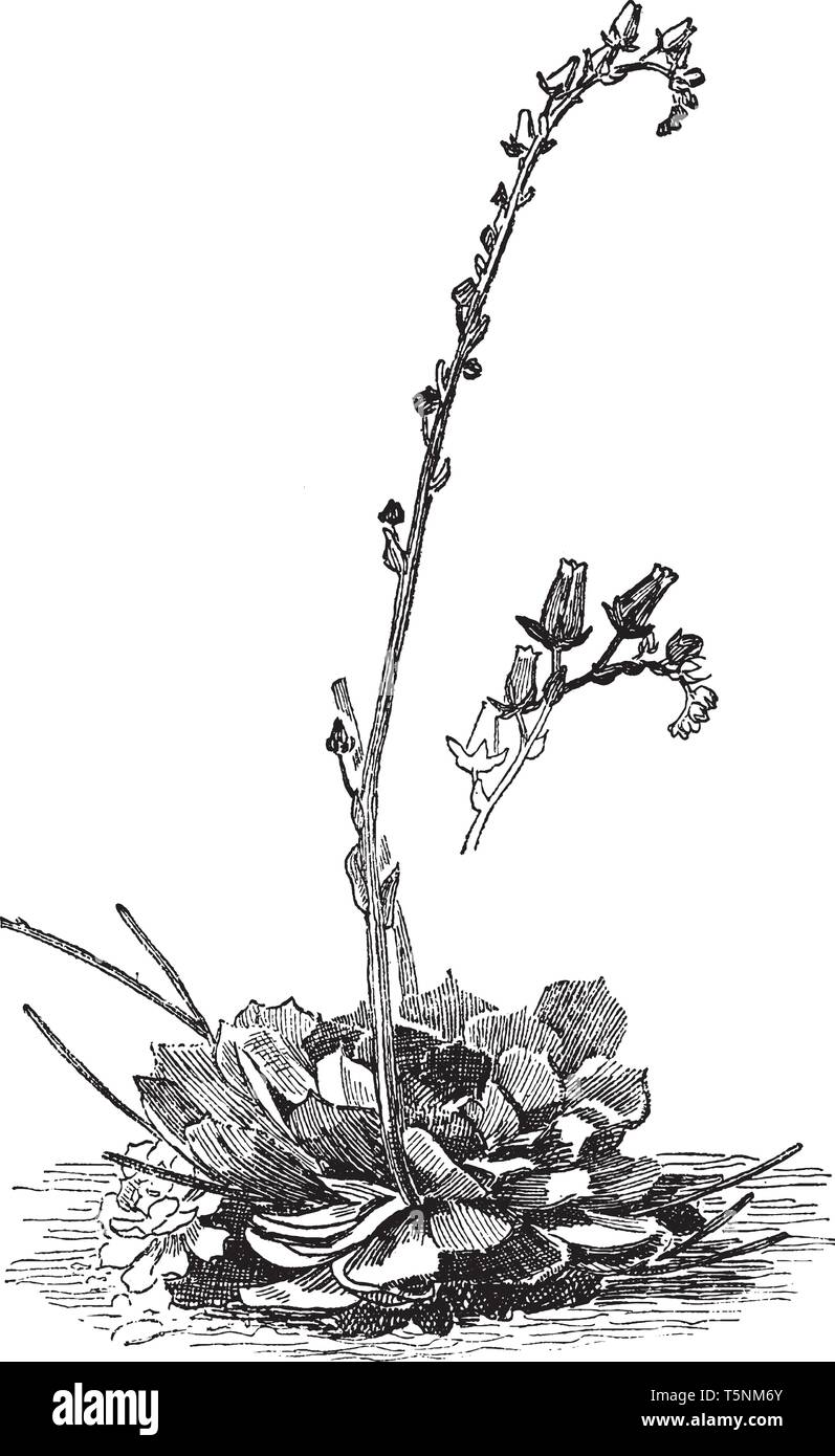 Cotiledone Secunda pianta è noto anche come "gallina vecchia-e-polli' è una soulful e pianta sempreverde, vintage disegno della linea di incisione o illustrazione. Illustrazione Vettoriale