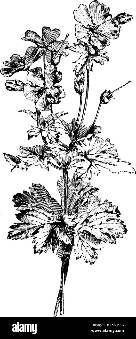 Una foto mostra la fioritura il ramo di geranio Ibericum Platypetalum. Questa è una pianta erbacea. Essa appartiene alla famiglia Geraniaceae. I fiori sono vio Illustrazione Vettoriale