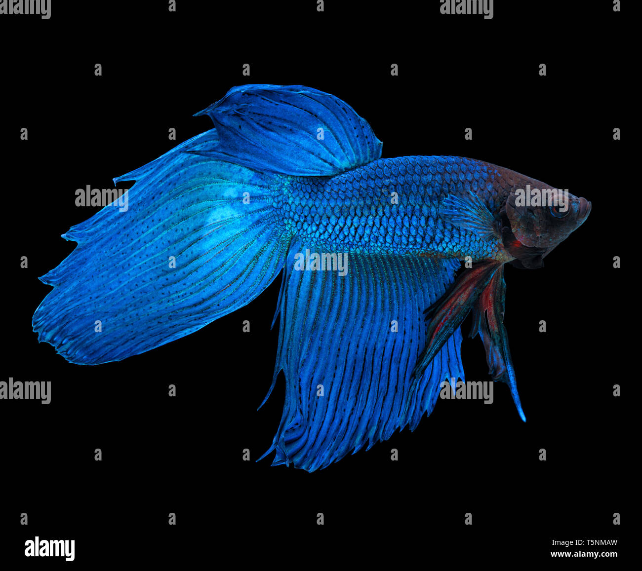 Blu siamese fighting fish, Betta splendens, isolato su sfondo nero Foto Stock