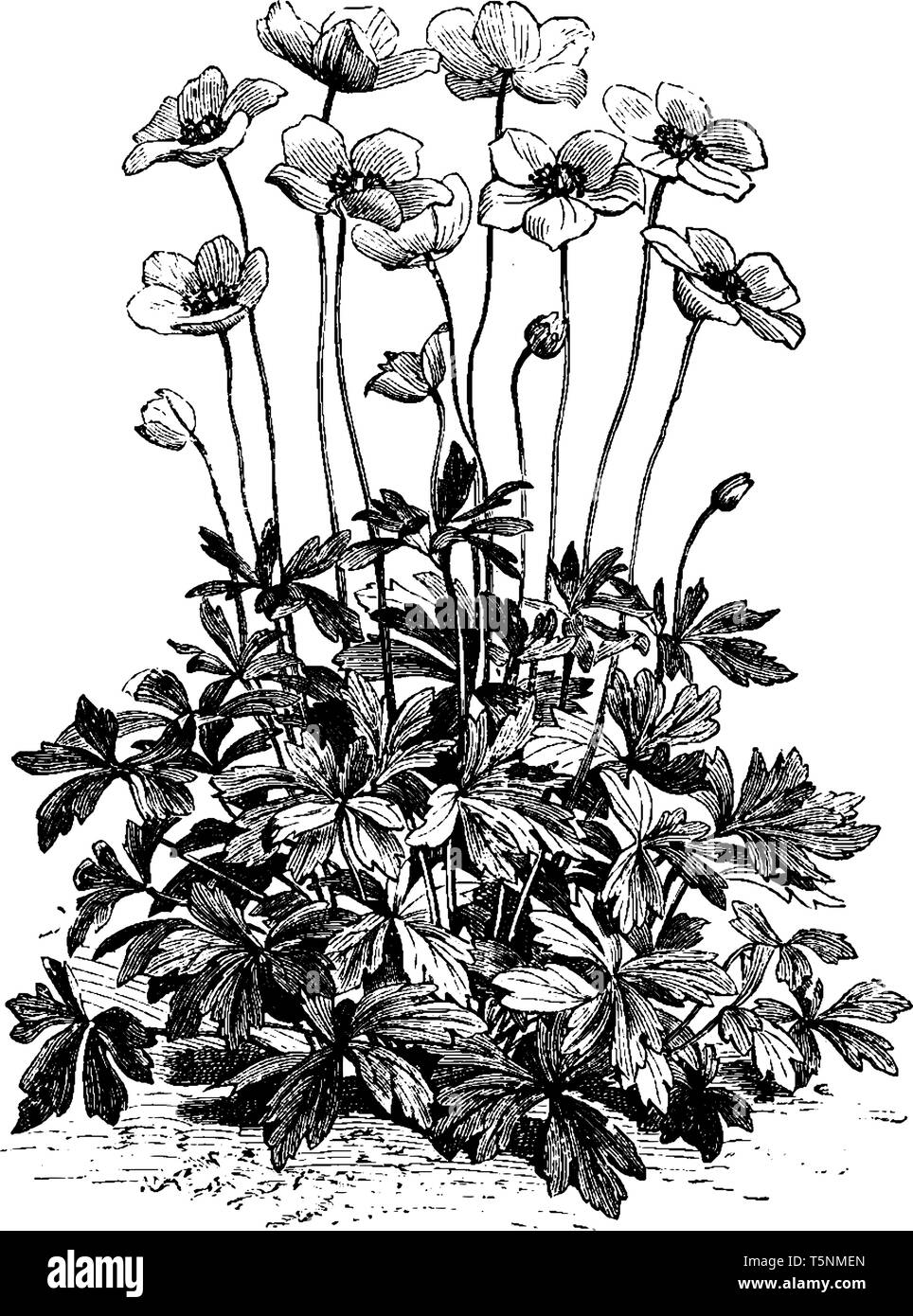 Una foto mostra un fiore di Anemone Sylvestris noto anche come Snowdrop millefiori. I fiori di Anemone Sylvestris sono di puro bianco satinato e sono Illustrazione Vettoriale