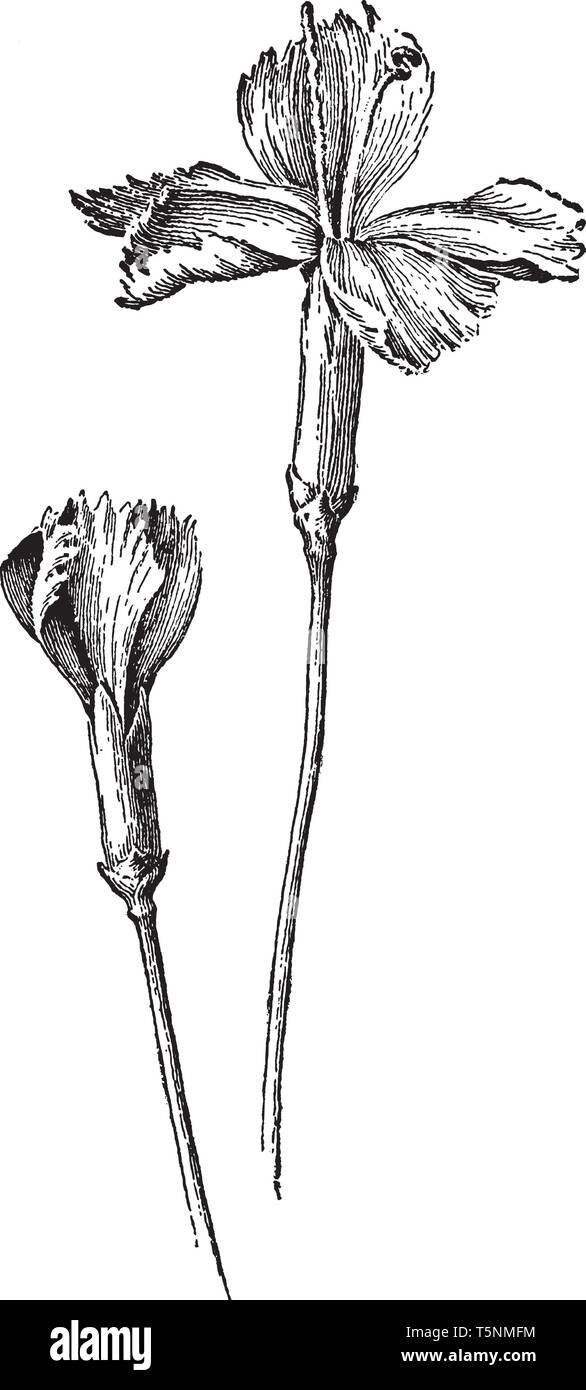 Questa è un immagine della Grenadin garofano. I fiori sono di medie dimensioni, singola e con frange petali, vintage disegno della linea o incisione illustratio Illustrazione Vettoriale