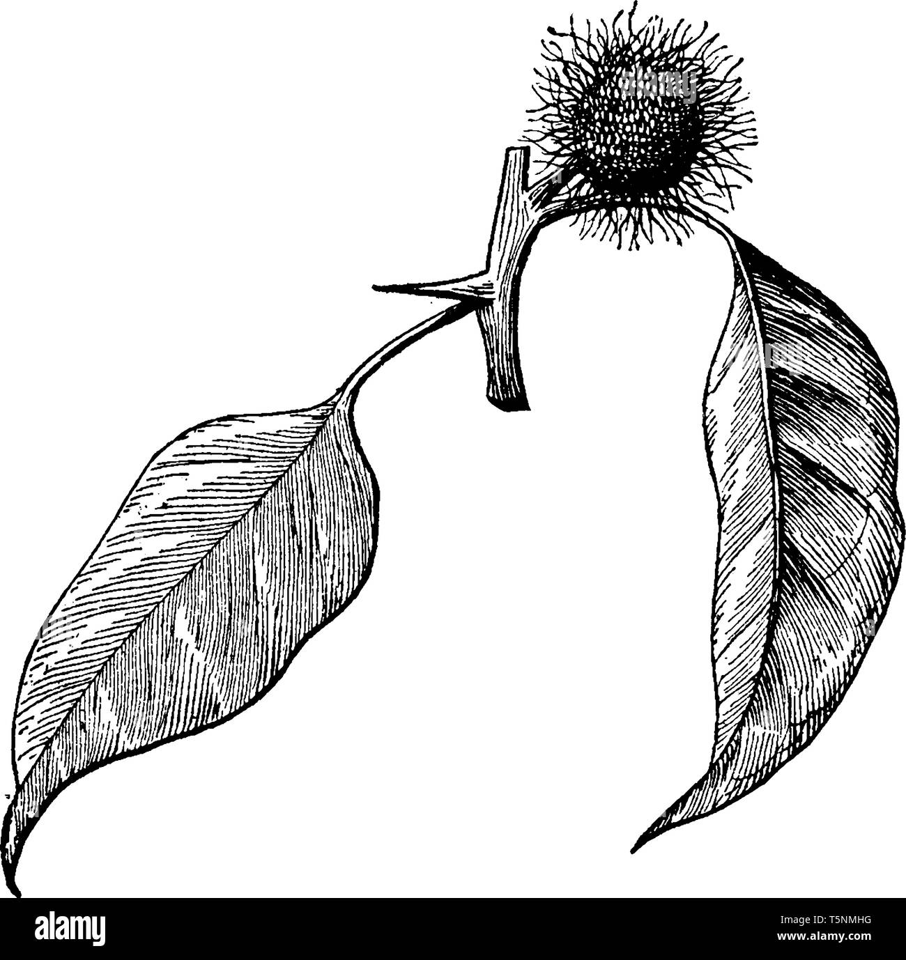 Una foto che mostra del ramo da un Osage-arancio pianta con infiorescenza femminile. Essa ha foglie sotto le luci della ribalta e ha ottenuto la frutta di arancia, vintage Illustrazione Vettoriale