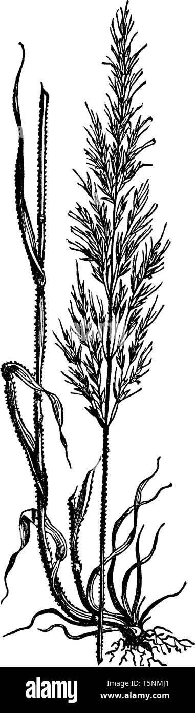 Questa è la parte superiore dell'erba, il lato esterno è robusto, vintage disegno della linea di incisione o illustrazione. Illustrazione Vettoriale