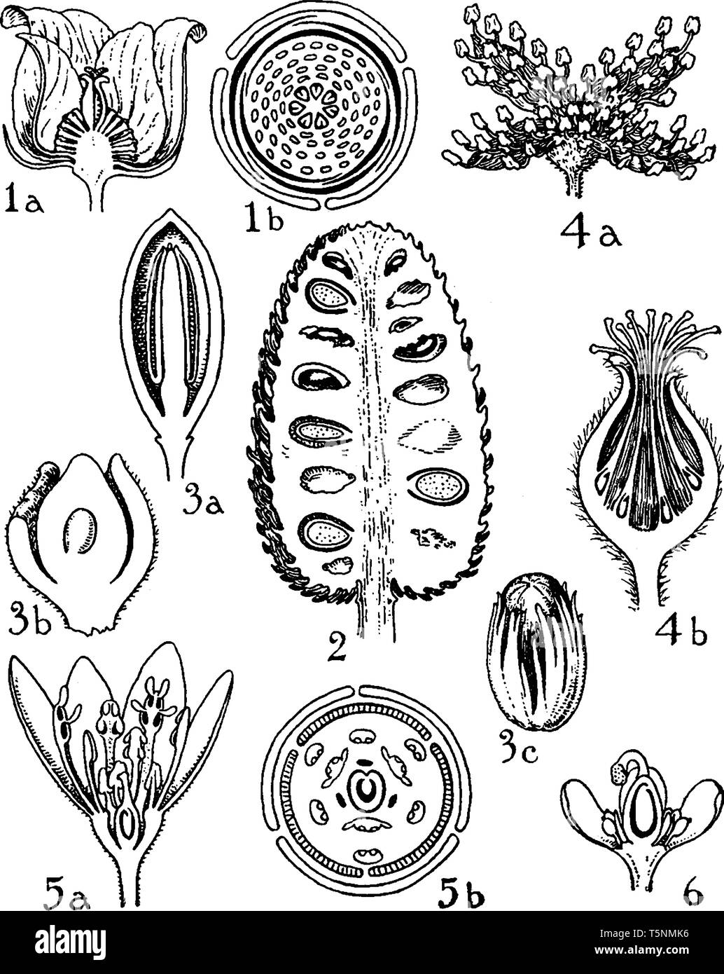 Questa immagine mostra una parte del fiore. Questa immagine mostra una crescita degli ordini. Questa immagine mostra un petalo, stigma di sementi, antera, tutto interni Illustrazione Vettoriale