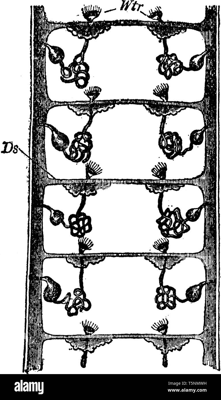 Protonephridium di un Annelid è un organo di invertebrati che si verifica in coppie e svolge una funzione analoga a quella dei vertebrati, rene vintage line dr Illustrazione Vettoriale