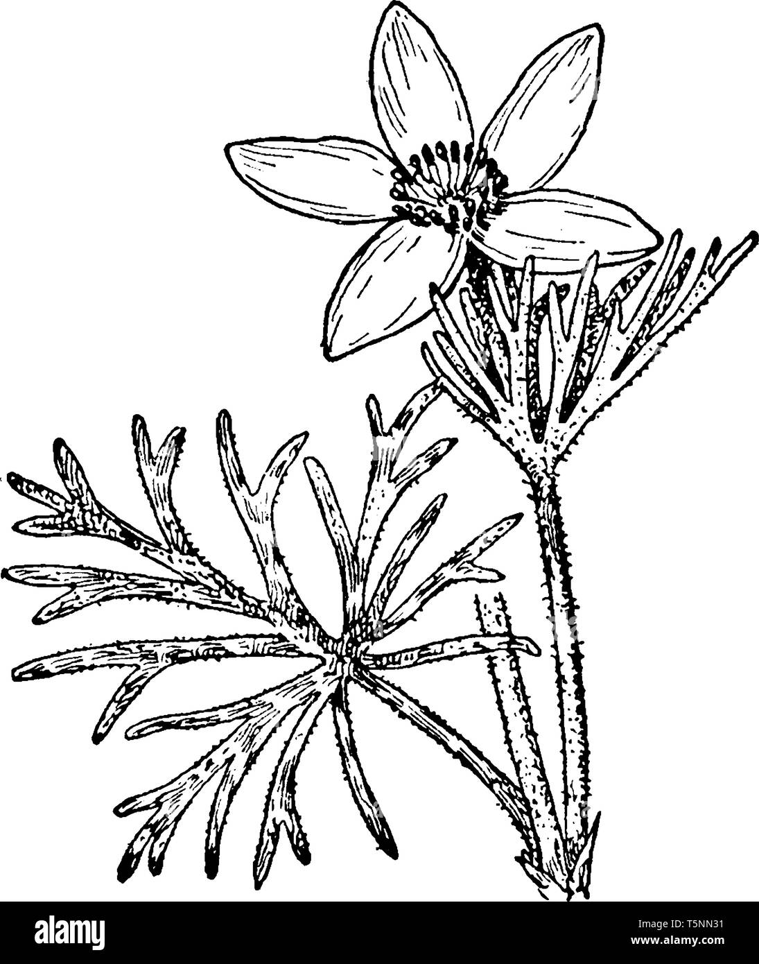 Il genere Pulsatilla contiene circa 33 specie di piante erbacee perenni, nomi comuni è "pasque flower la cui grande fioritura viola con una borchia centrale di Illustrazione Vettoriale
