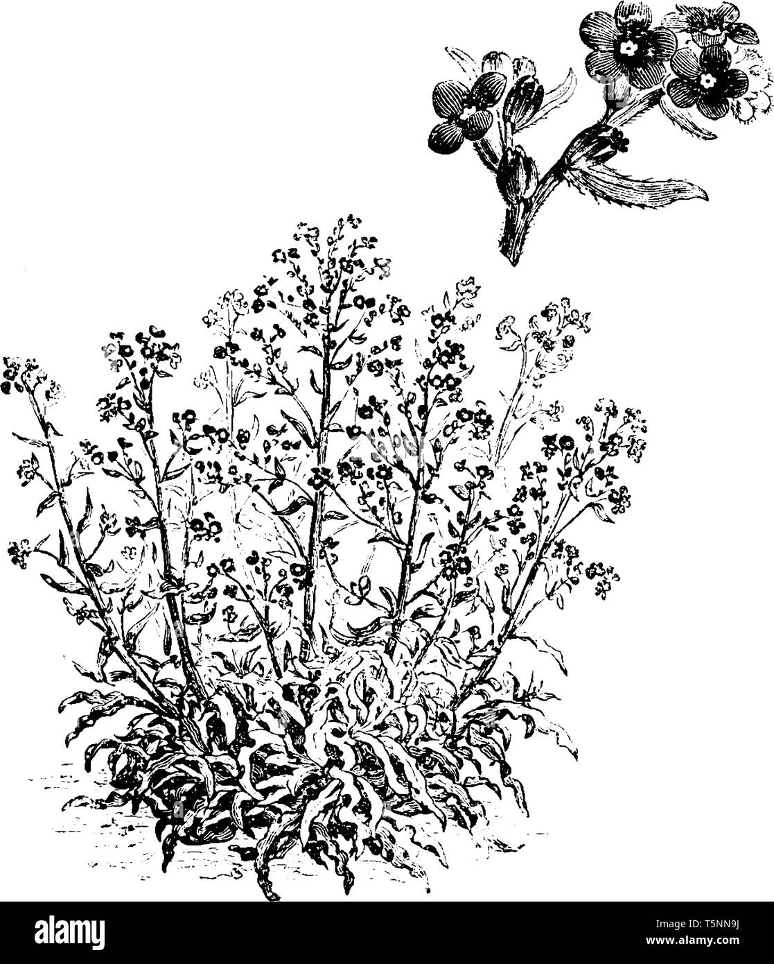 Una foto mostra un impianto e un fiore di Anchusa Capensis. Ha fiori blu e un gambo peloso. Le foglie sono lineari e strette verso la base, Illustrazione Vettoriale