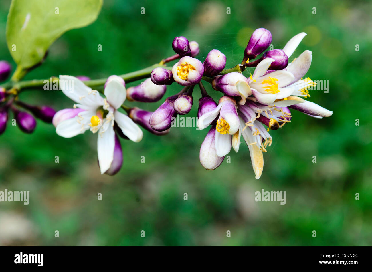 Arancio su un albero in primavera - Citrus aurantium Foto Stock