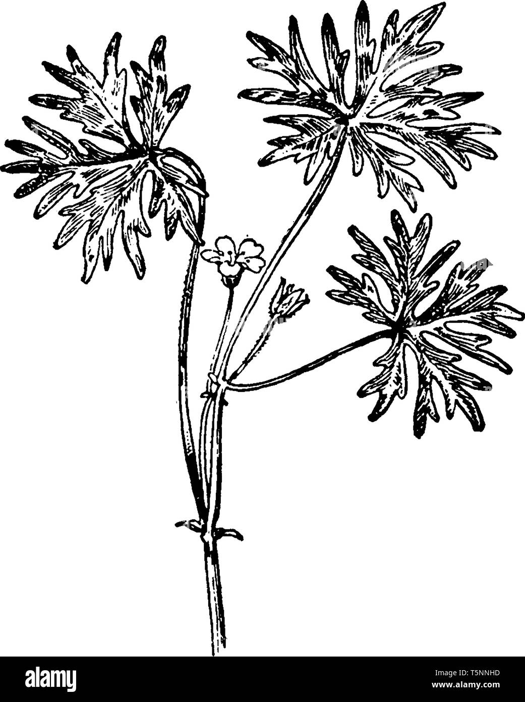 Longstalk Cranesbill appartiene alla famiglia Geraniaceae e nativi in tutta Europa, Asia occidentale e Africa settentrionale, vintage disegno della linea o engr Illustrazione Vettoriale