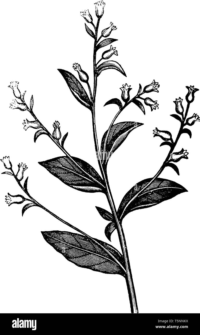 In questa immagine che mostra alcuni piccoli fiori stanno crescendo con grosse foglie, vintage disegno della linea di incisione o illustrazione. Illustrazione Vettoriale