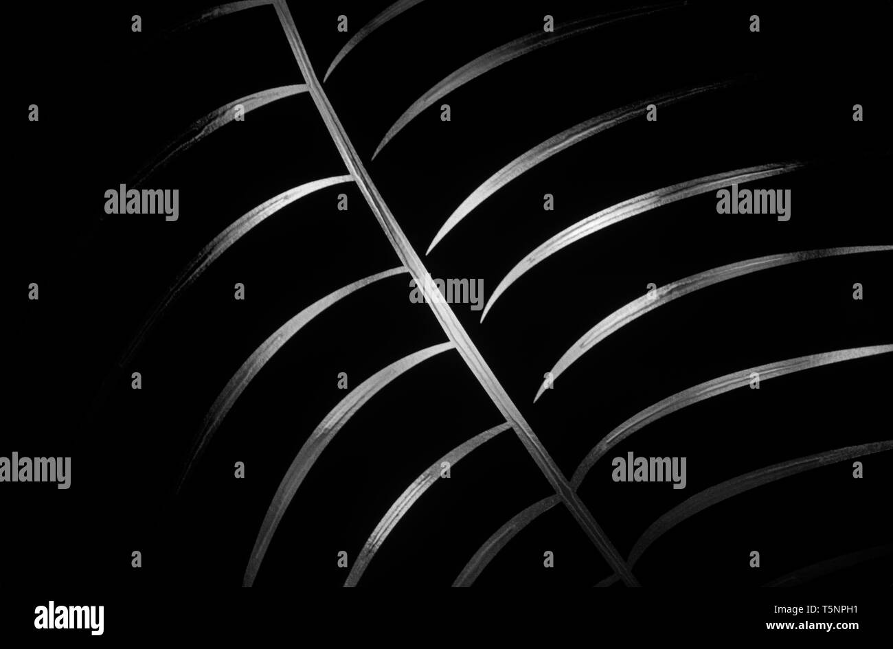 Close-up di foglie di palmo in foresta impostazione con la luce solare che colpisce le foglie nella luce del mattino. Foto Stock