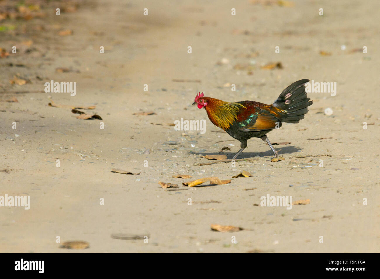 Rosso o Junglefowl Gallus gallus attraversamento strada a Jim Corbett National Park Uttarakhand India Foto Stock